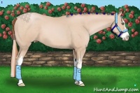 Horse Color:Buckskin Pearl Splash Frame 