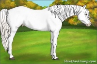 Horse Color:Silver Black Appaloosa 