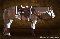 Horse Color:Liver Chestnut Sabino 