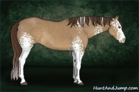 Horse Color:White Spotted Liver Red Dun Splash Rabicano 