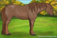 Horse Color:Red Roan 