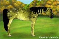 Horse Color:ERROR: UNKNOWN ANOMALY