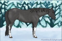 Horse Color:Smoky Blue Roan Tobiano