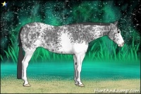 Horse Color:White Spotted Black Ice 