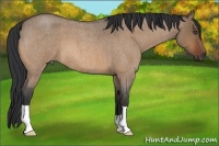 Horse Color:Bay Roan Dun 