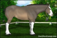 Horse Color:Buckskin Splash 
