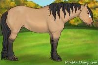 Horse Color:Bay Dun