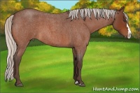 Horse Color:Silver Bay Roan Splash Rabicano