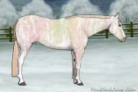 Horse Color:Palomino Ice Dun Sabino 