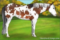 Horse Color:White Spotted Bay Splash