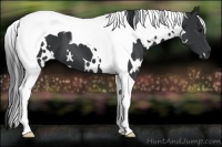 Horse Color:White Spotted Black Tobiano 