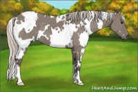 Horse Color:White Spotted Silver Grullo