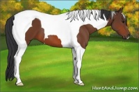 Horse Color:Bay Tobiano 