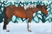 Horse Color:Bay Tobiano 