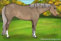 Horse Color:White Spotted Silver Grullo 