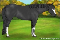 Horse Color:White Spotted Black