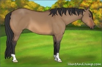 Horse Color:Bay Dun
