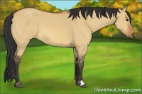 Horse Color:Bay Dun