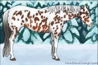 Horse Color:Bay Splash Tobiano Appaloosa