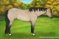 Horse Color:Bay Roan Dun 
