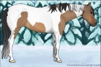 Horse Color:Bay Dun Tobiano