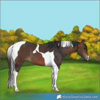 Horse Color:Brown Tobiano