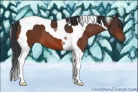 Horse Color:Bay Tobiano 