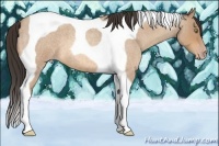 Horse Color:Amber Champagne Roan Tobiano 