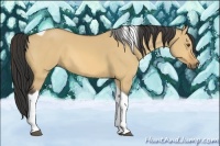 Horse Color:Buckskin Dun Tobiano