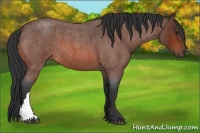 Horse Color:Bay Roan 