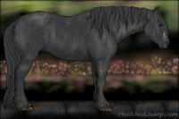 Horse Color:Black  Brindle