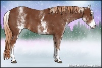 Horse Color:White Spotted Chestnut Sabino