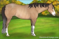 Horse Color:Amber Champagne Sabino Rabicano 