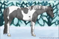 Horse Color:Black Tobiano Appaloosa 
