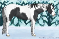 Horse Color:Black Splash Tobiano