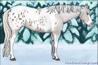 Horse Color:Silver Black Sabino Splash Tobiano Appaloosa 