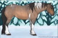 Horse Color:Buckskin Roan Tobiano 