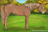 Horse Color:Chestnut Splash