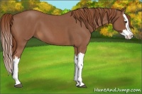 Horse Color:Red Roan Splash 