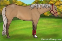 Horse Color:Silver Bay Dun