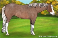 Horse Color:Silver Bay Roan Splash 