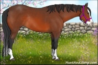 Horse Color:Bay Splash Rabicano