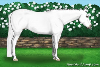 Horse Color:Gray Bay Roan Splash