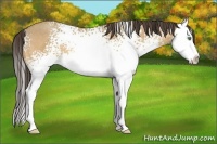 Horse Color:White Spotted Amber Cream Champagne Splash 