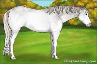 Horse Color:White Spotted Silver Blue Roan Splash