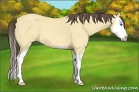 Horse Color:Amber Cream Champagne Dun Sabino Splash