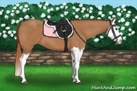 Horse Color:Chestnut Splash 