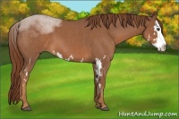 Horse Color:Red Roan Splash Frame
