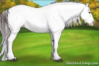 Horse Color:Brown Ice Frame Snowcap Rabicano