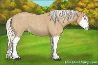 Horse Color:Silver Buckskin Roan Splash
